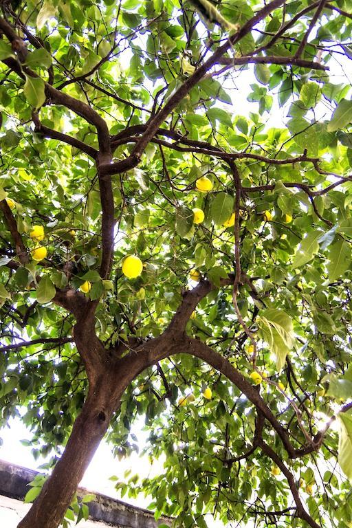Il Limone A San Pietro Villa Rome Ruang foto